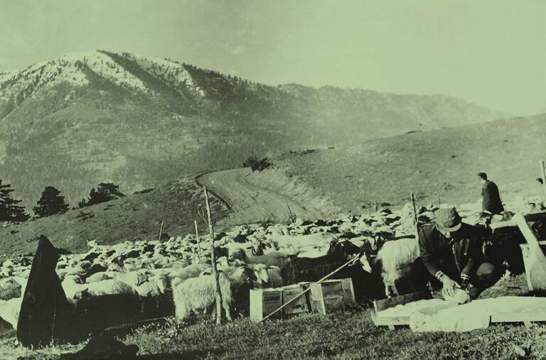 Flock of Sheep in the mountains